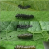 z polyxena larva1 volg